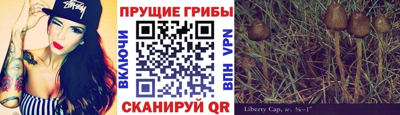 kraken рабочий сайт  Торопец  Галлюциногенные грибы Cubensis 